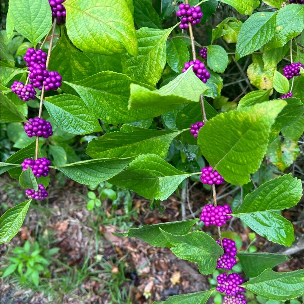 American Beauty Berry